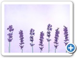 Powerpoint background designs for AOHNP